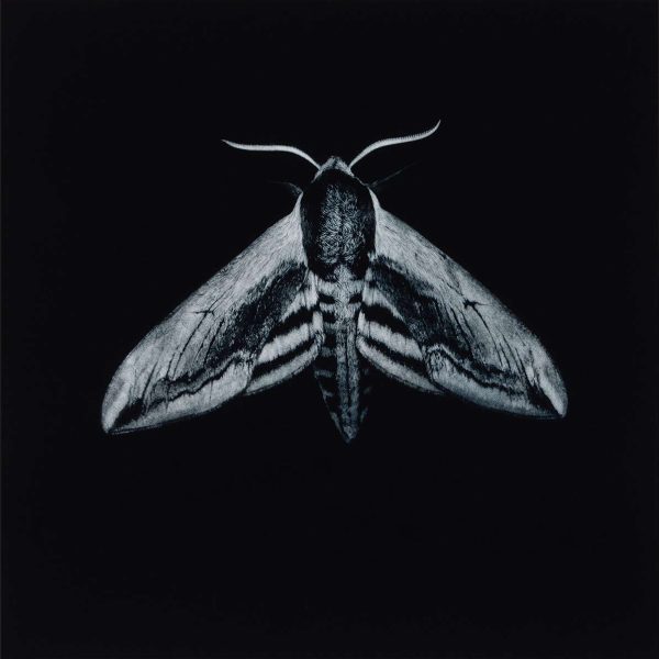 6 Sarah Gillespie^Privet Hawk Moth^Mezzotint^5000x5000^538208